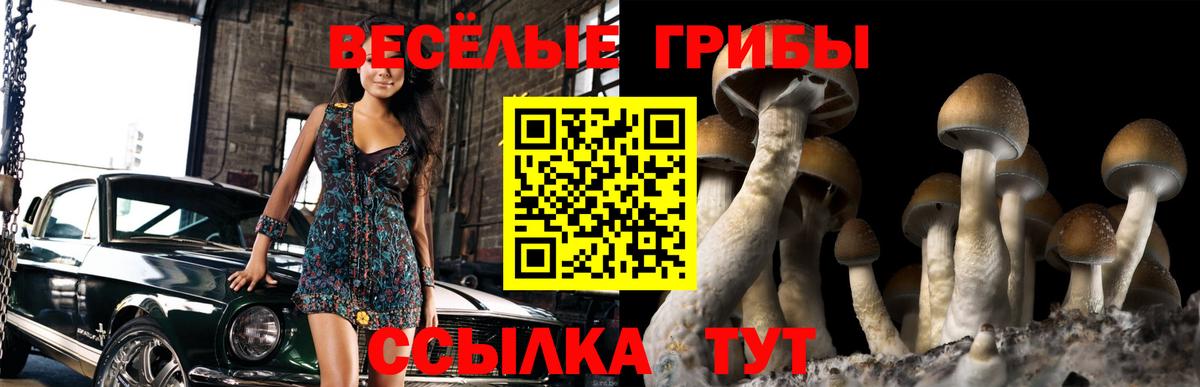 Галлюциногенные грибы Psilocybine cubensis Приморско-Ахтарск